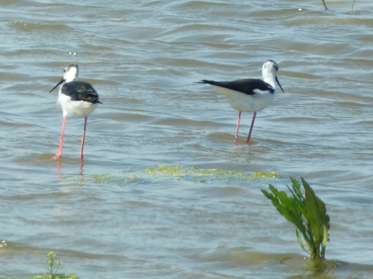 Black-winged Stilt - ML581892671