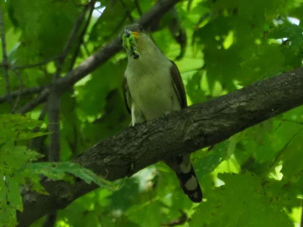 Yellow-billed Cuckoo - ML581892881