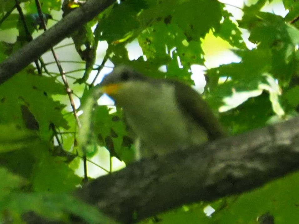 Yellow-billed Cuckoo - ML581892891