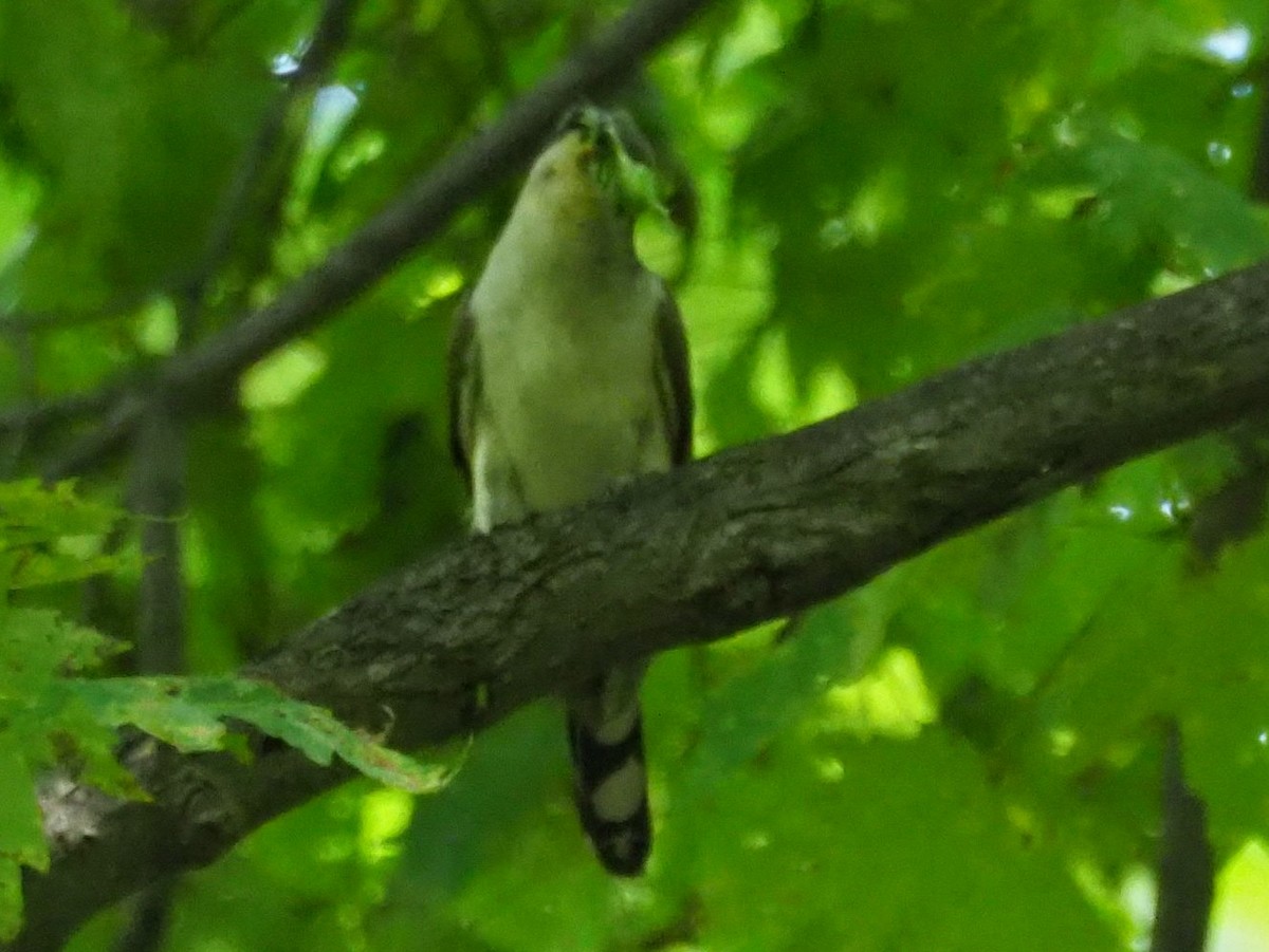 Yellow-billed Cuckoo - ML581892911