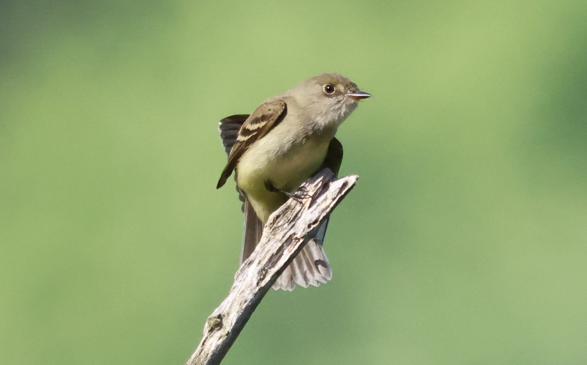Alder Flycatcher - ML581892961