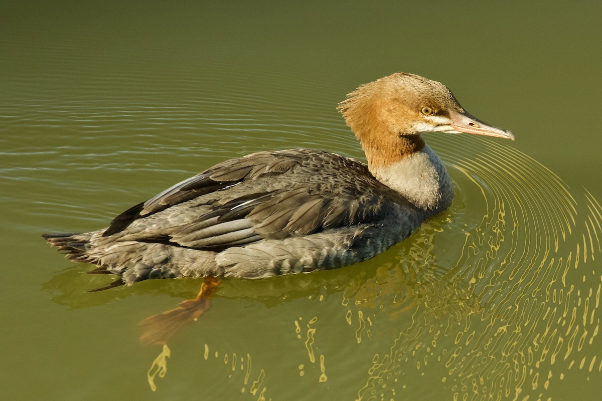 Common Merganser - ML581893351