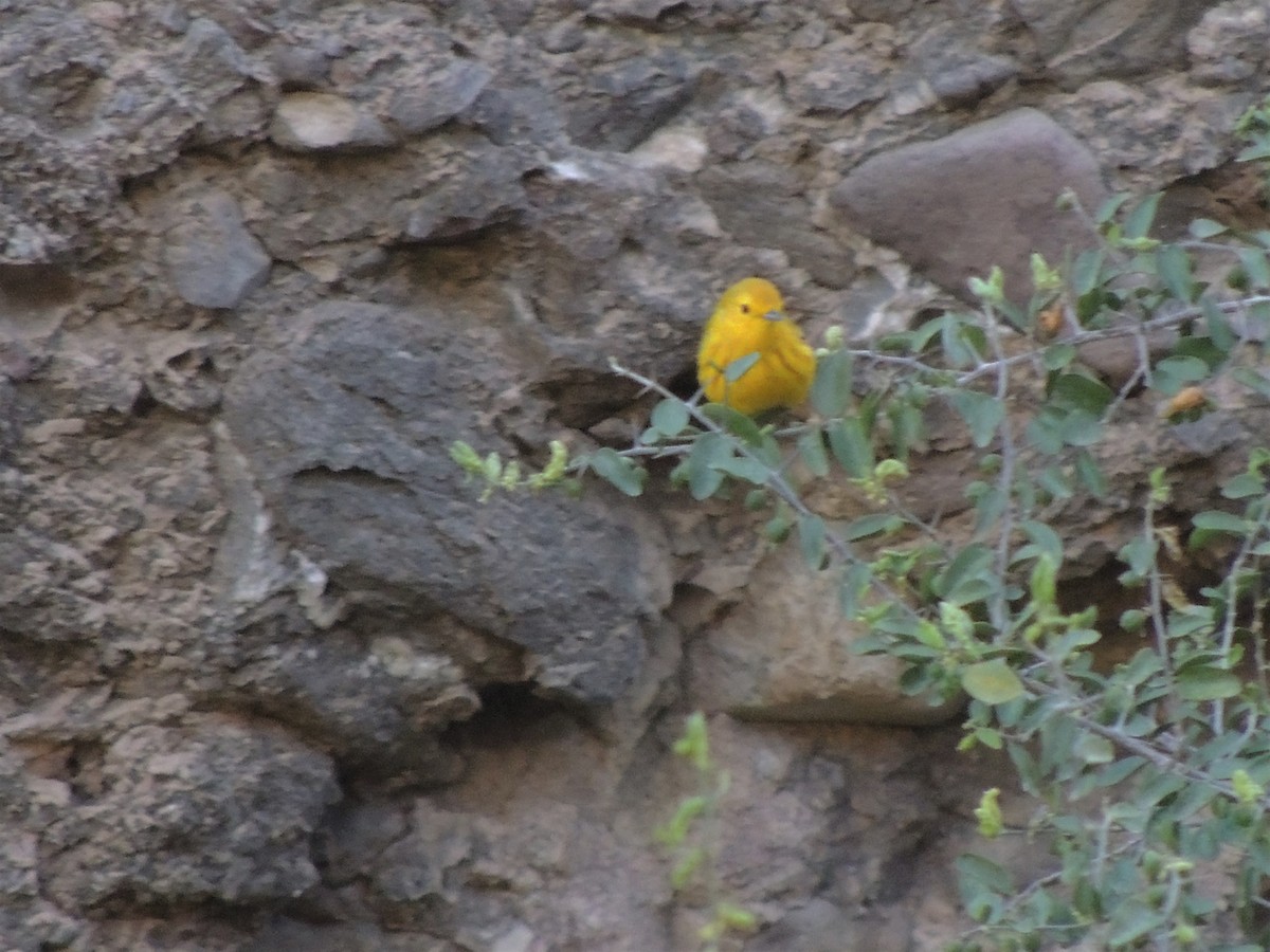 Northern Yellow Warbler - ML58189351