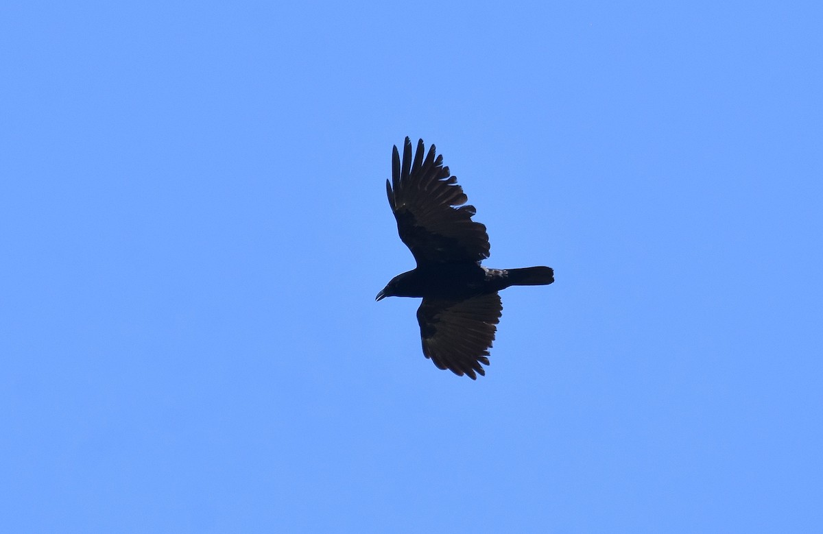 Fish Crow - ML581893531