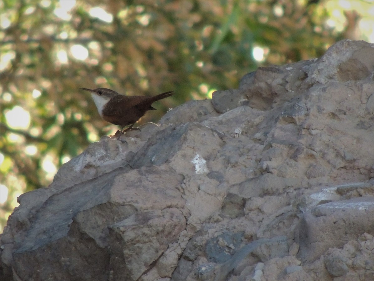 Canyon Wren - ML58189421