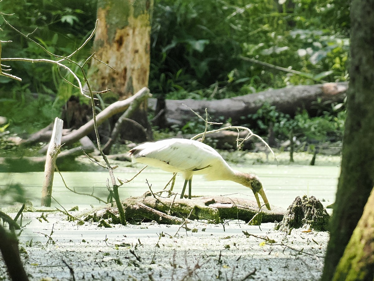 Wood Stork - ML581894421