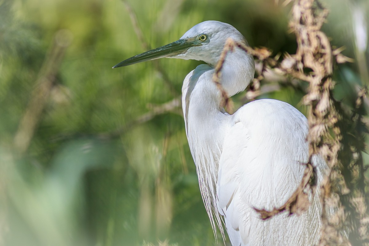 Little Egret - ML581895251