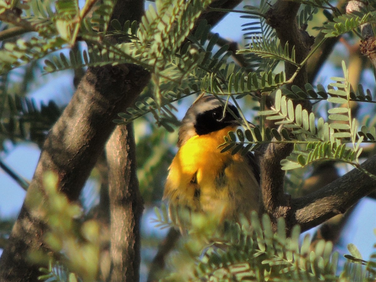 Common Yellowthroat - ML58189541