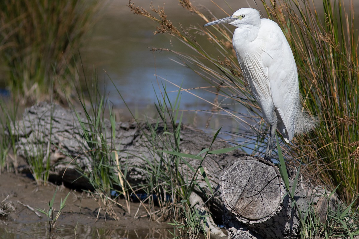 Little Egret - ML581896221