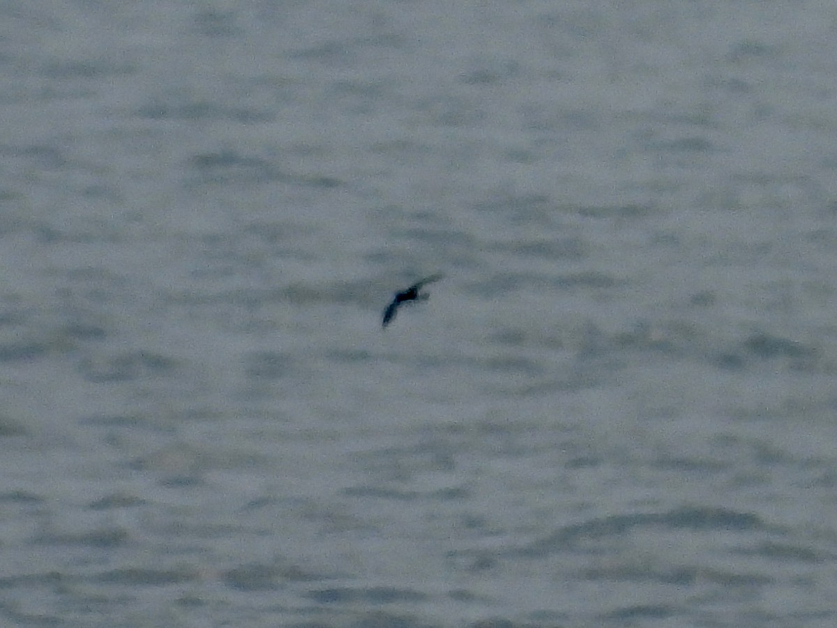 Wilson's Storm-Petrel - ML581896791