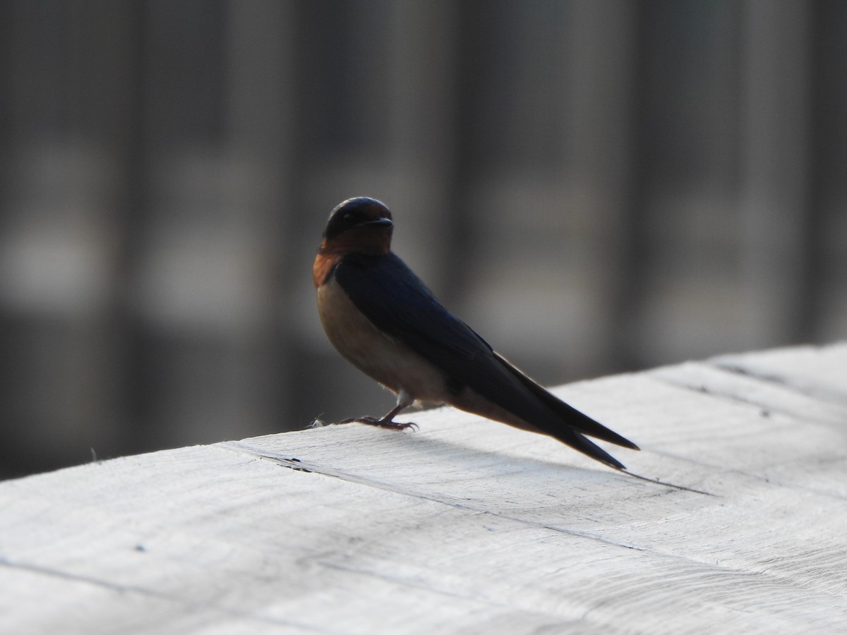 Barn Swallow (American) - ML581897441