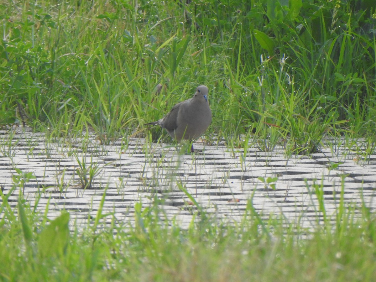Mourning Dove - ML581897481