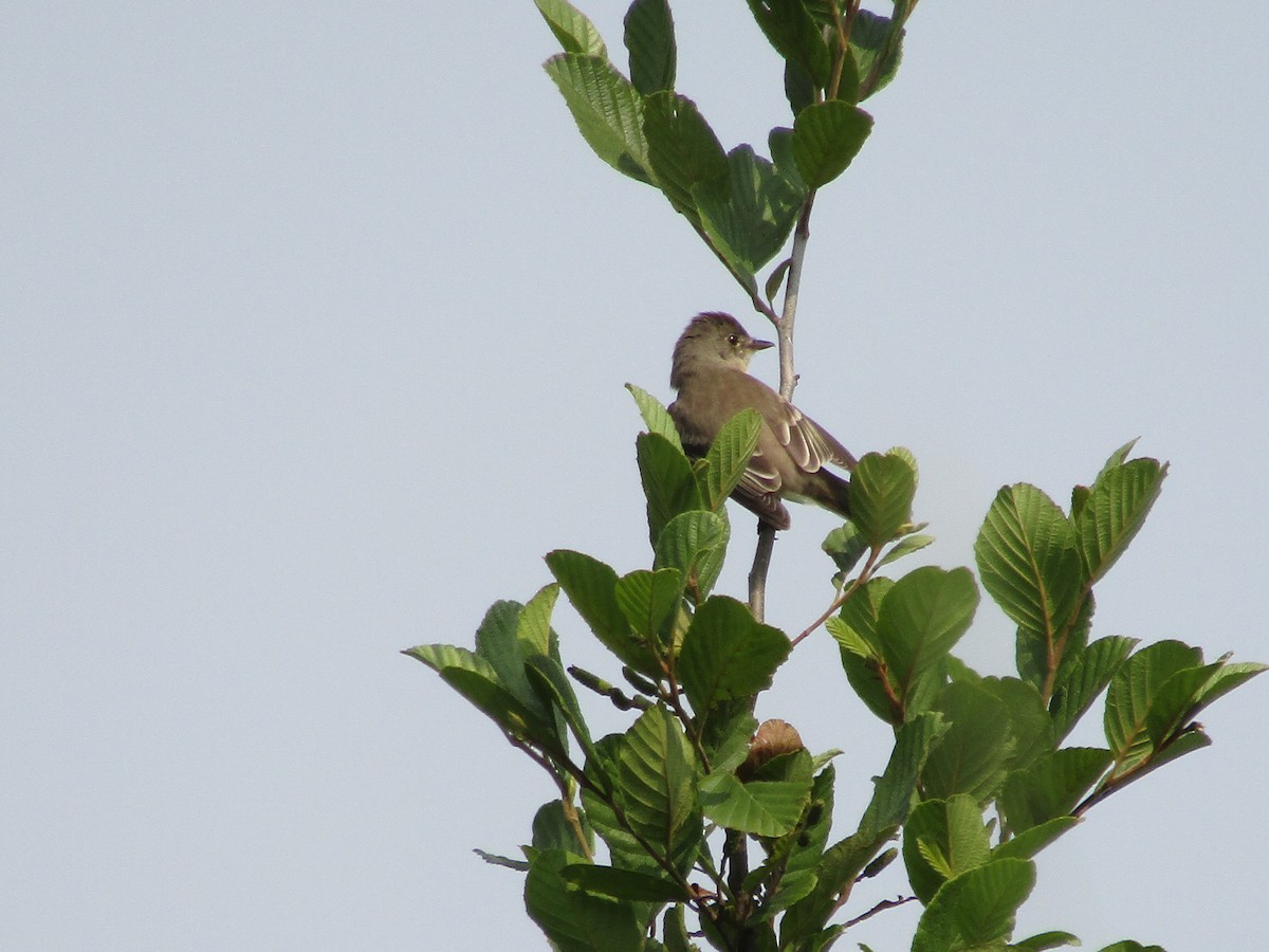 Willow Flycatcher - ML581897721