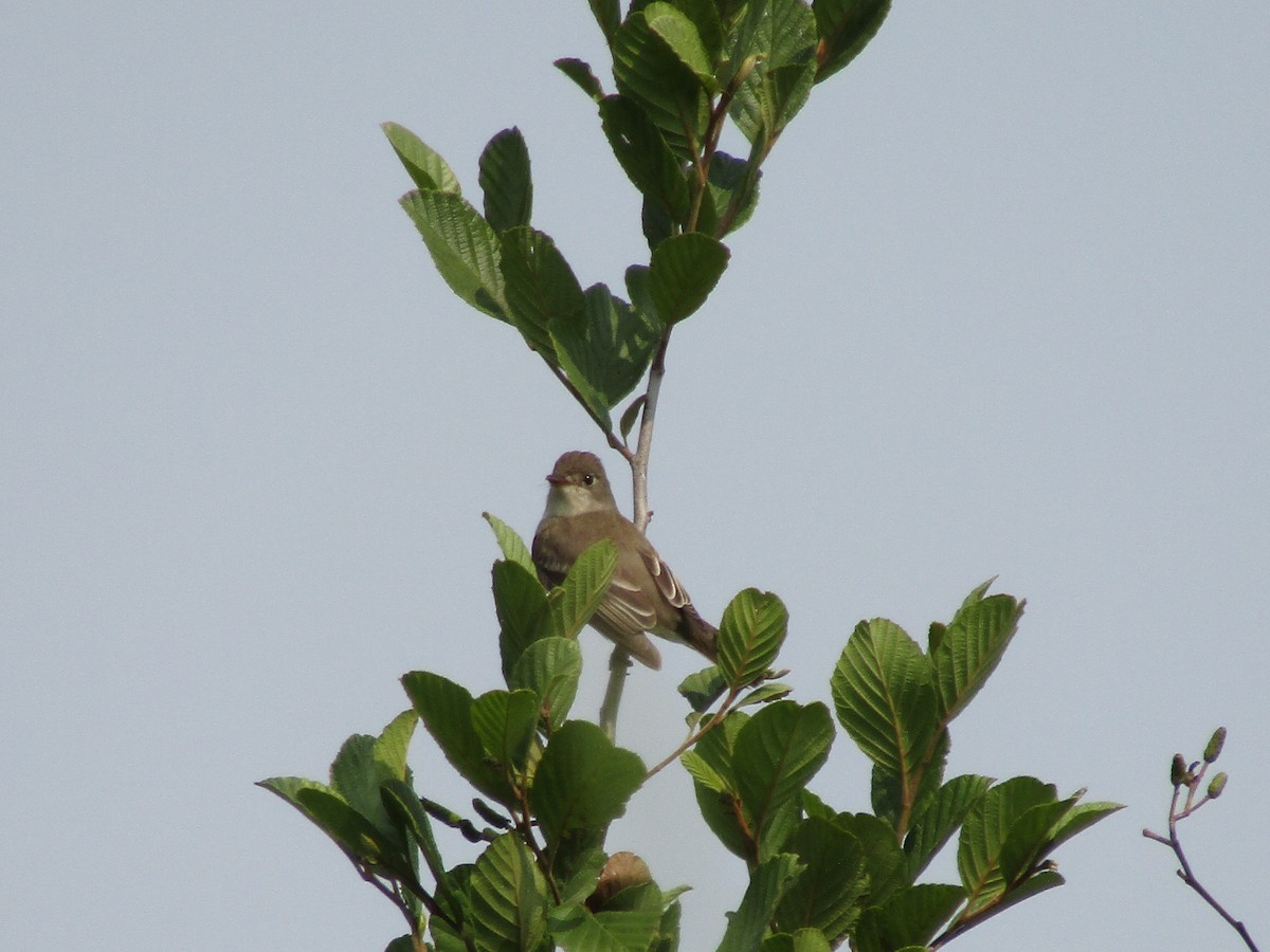 Willow Flycatcher - ML581897731