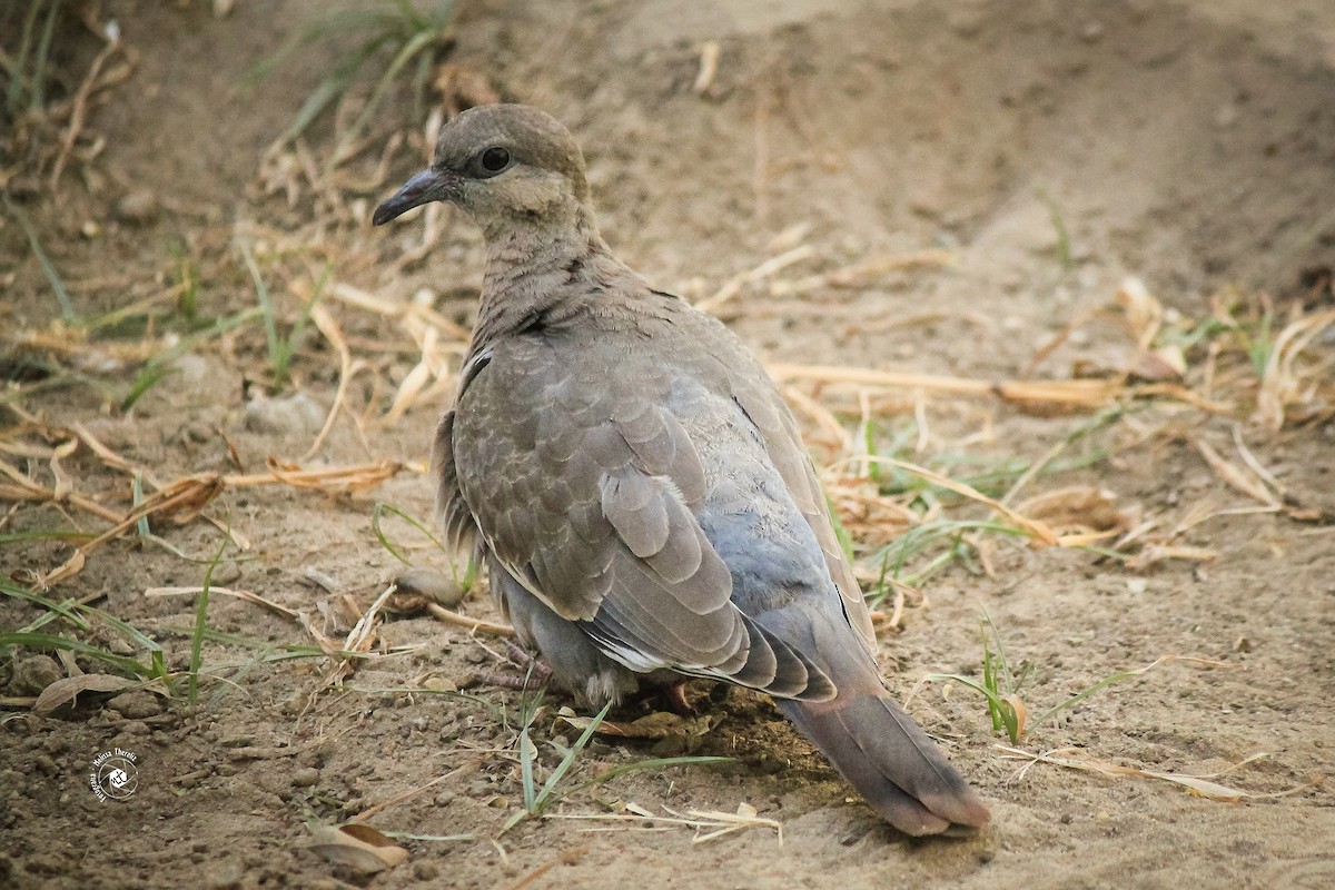 West Peruvian Dove - ML58189791