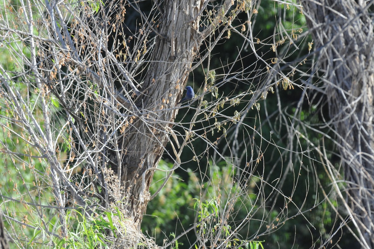 Blue Grosbeak - ML58189881