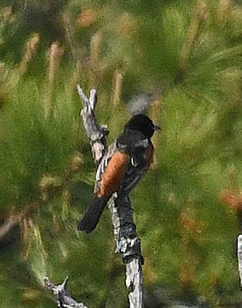 Orchard Oriole - ML581898951