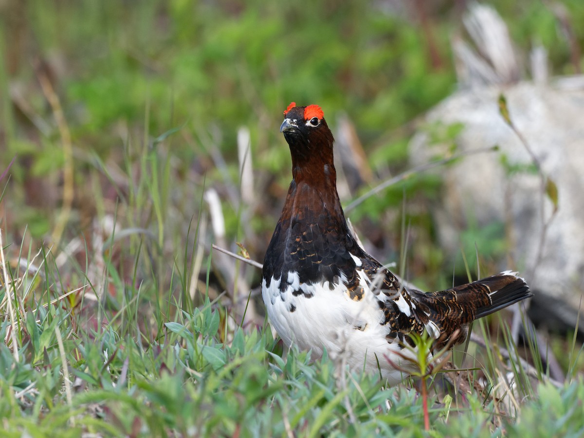 Willow Ptarmigan - Alan Van Norman