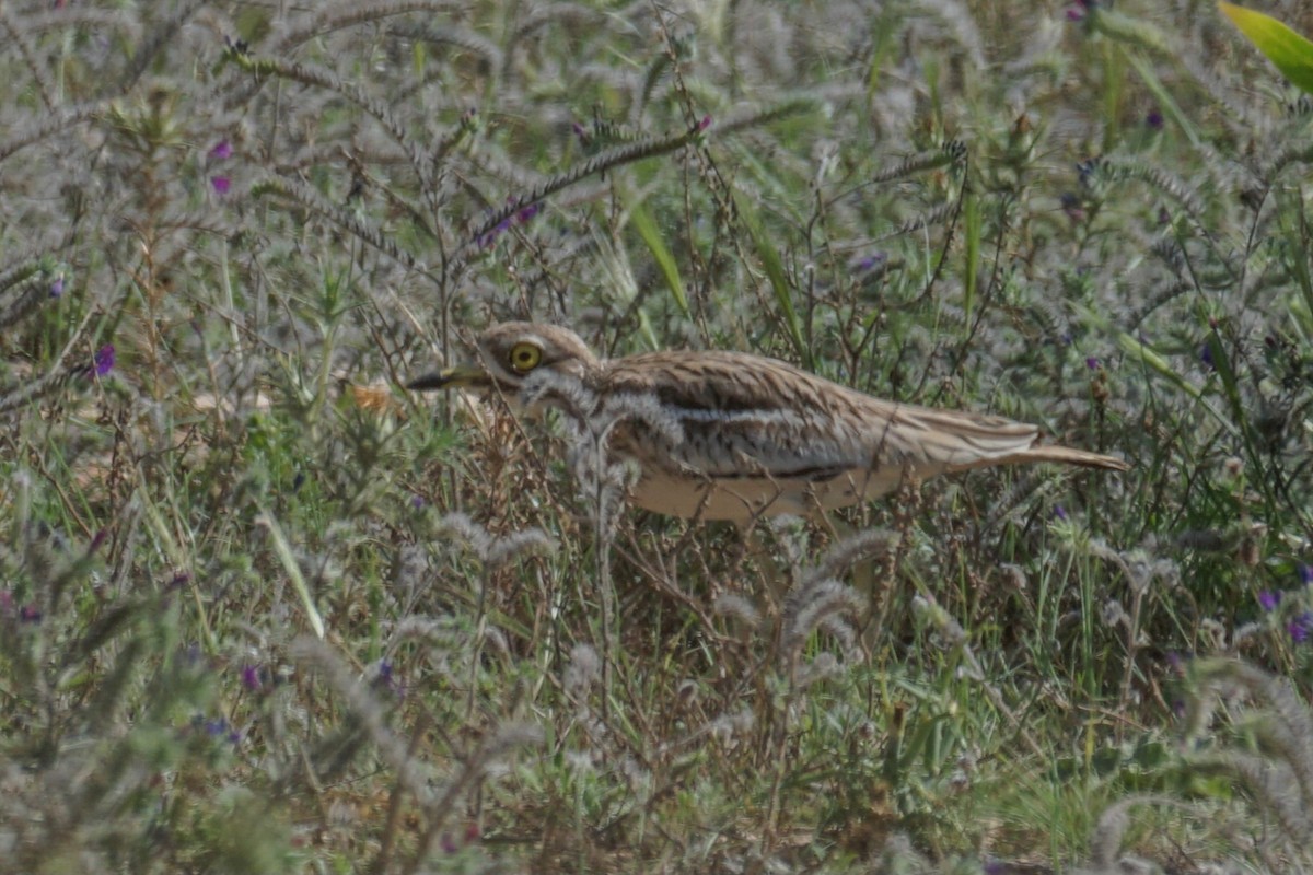 Eurasian Thick-knee - ML581899591