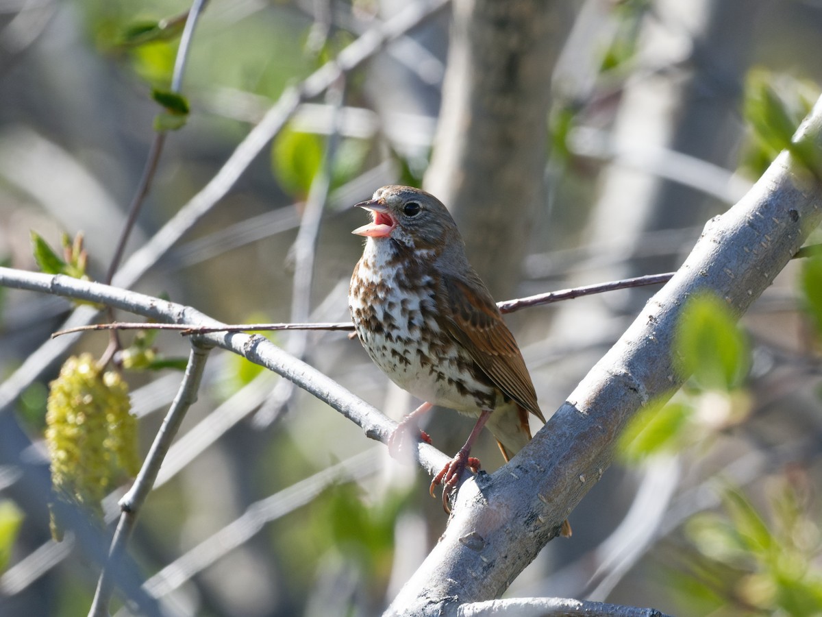 Fox Sparrow (Sooty) - ML581899791