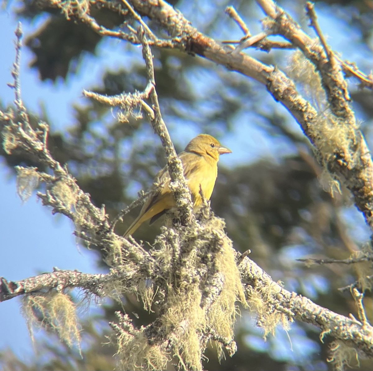 Summer Tanager - ML581900011