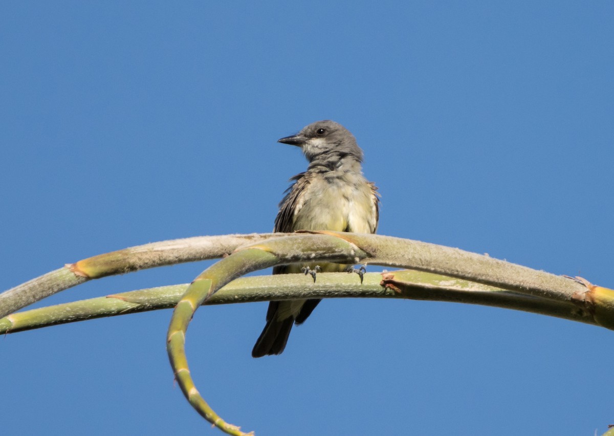 Ash-throated Flycatcher - ML581900731