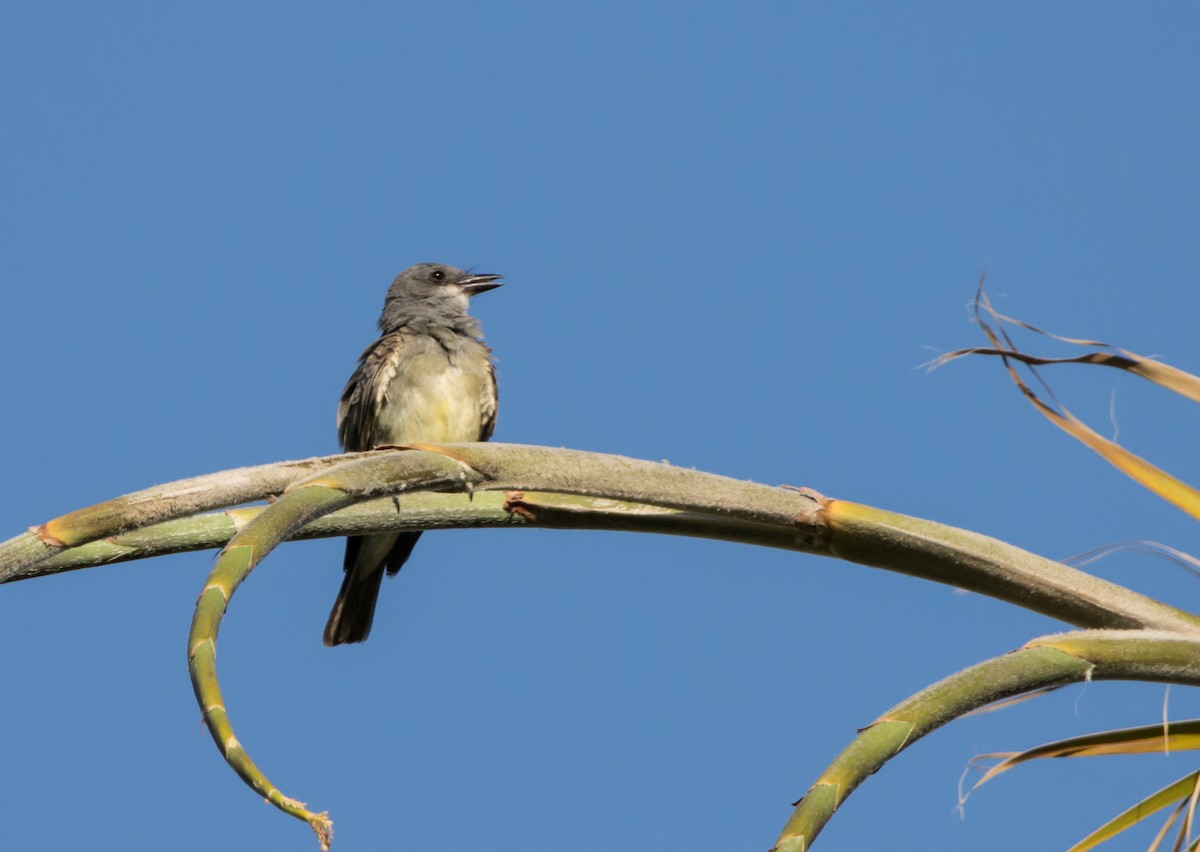 Ash-throated Flycatcher - ML581900791