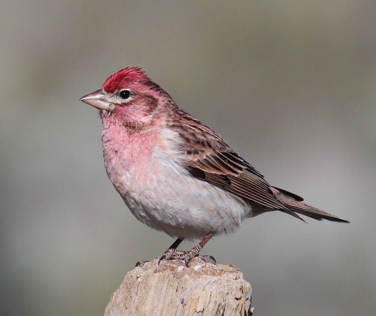 Cassin's Finch - ML58190091