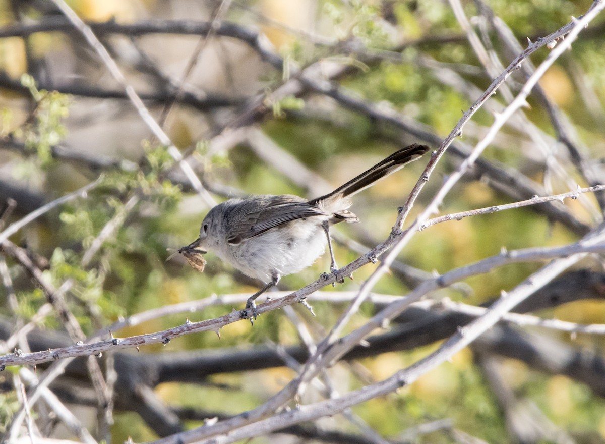 Black-tailed Gnatcatcher - Daniel Ward