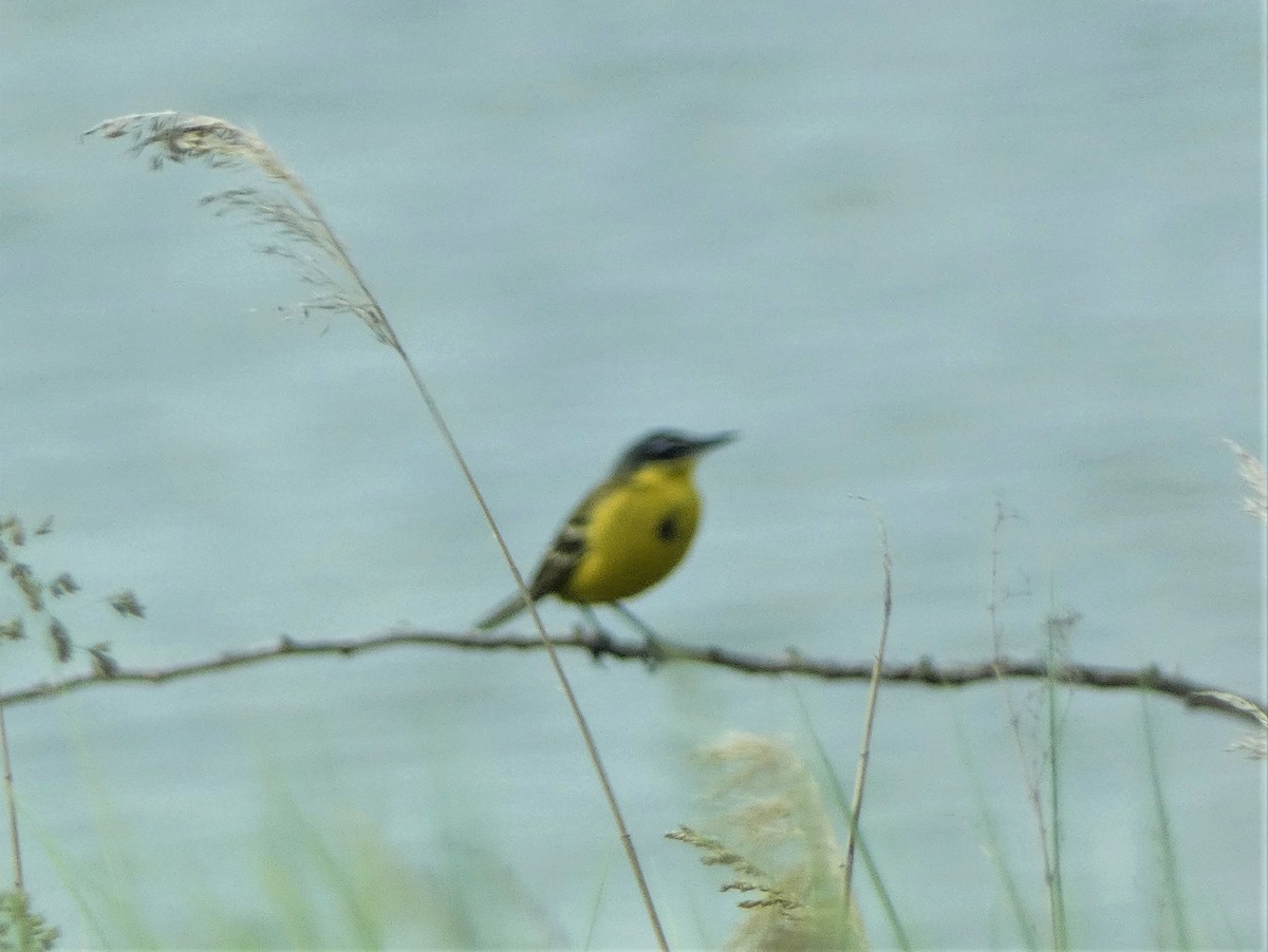 Western Yellow Wagtail (feldegg) - ML581902241