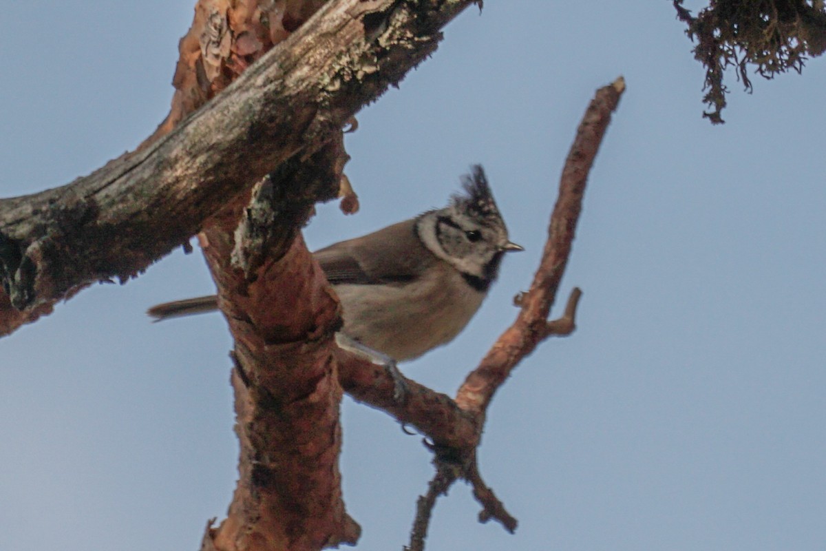 Crested Tit - ML581903241