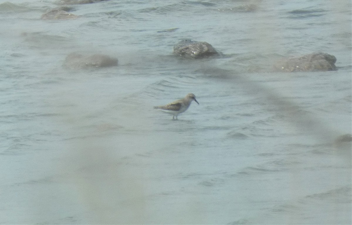 Little Stint - ML581903261