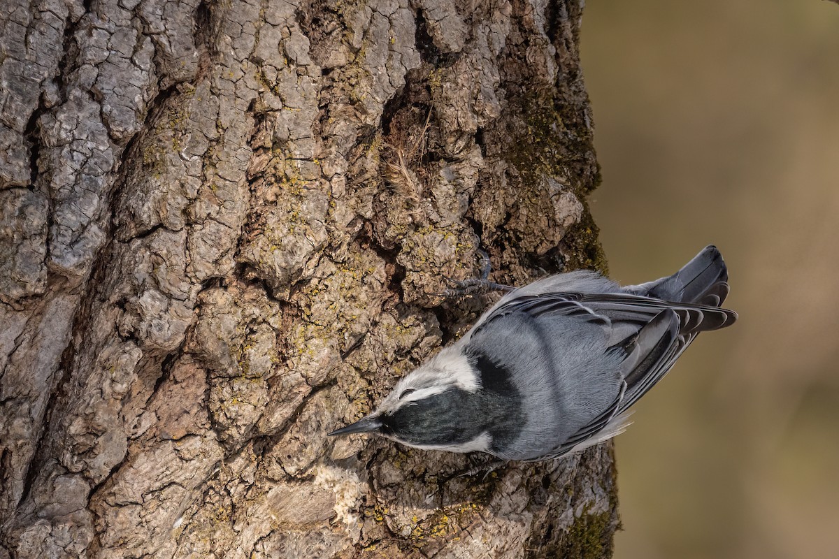 White-breasted Nuthatch - ML581903791