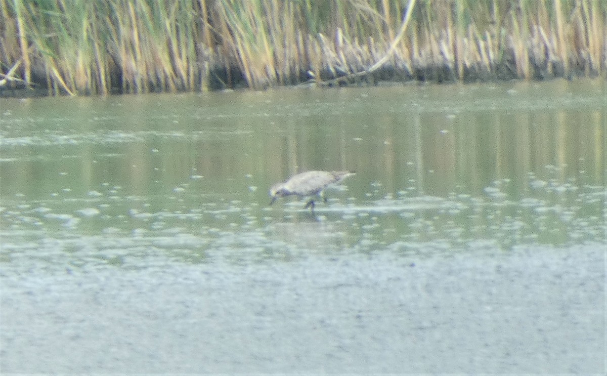 Black-bellied Plover - ML581903951