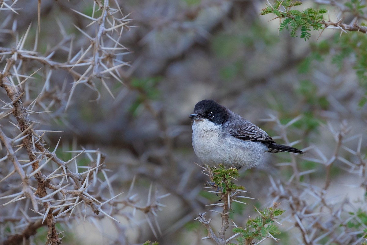 Arabian Warbler - ML581904331