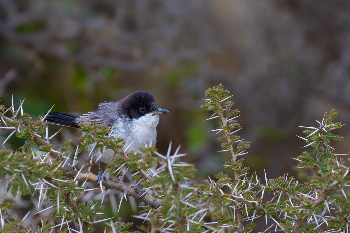 Arabian Warbler - ML581904341