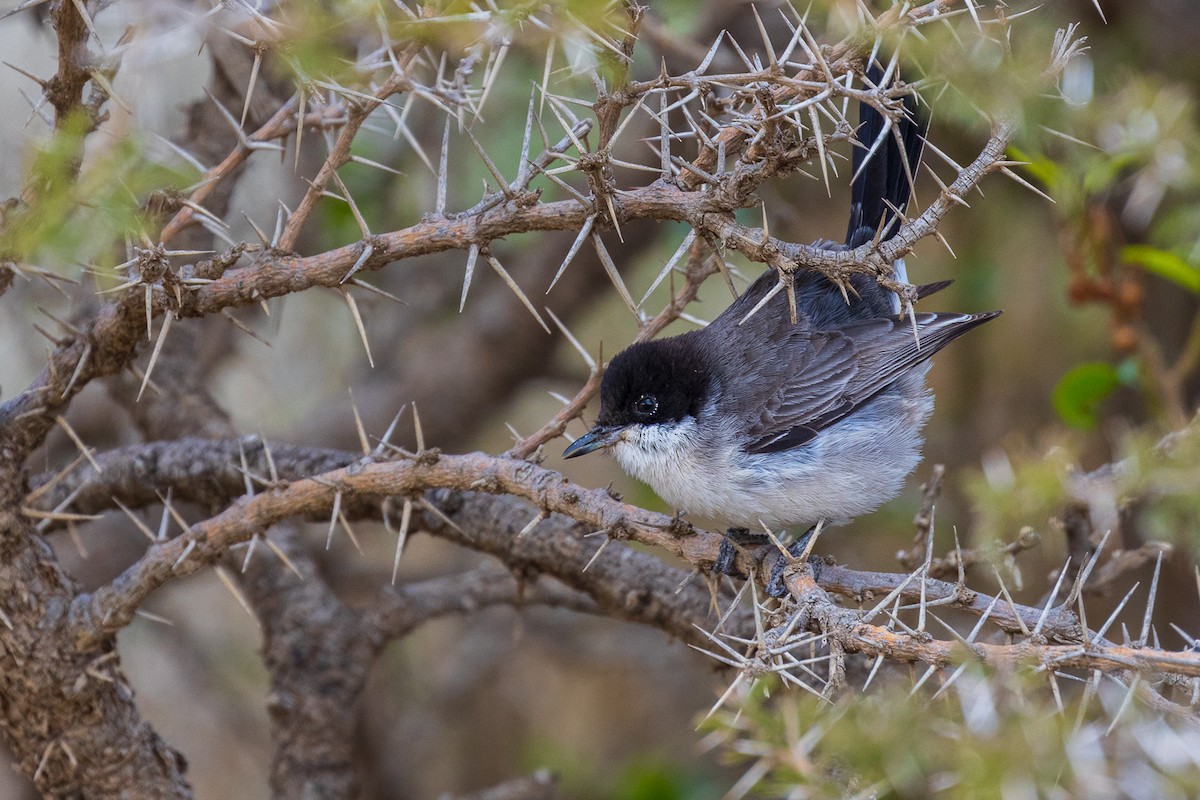 Arabian Warbler - ML581905421