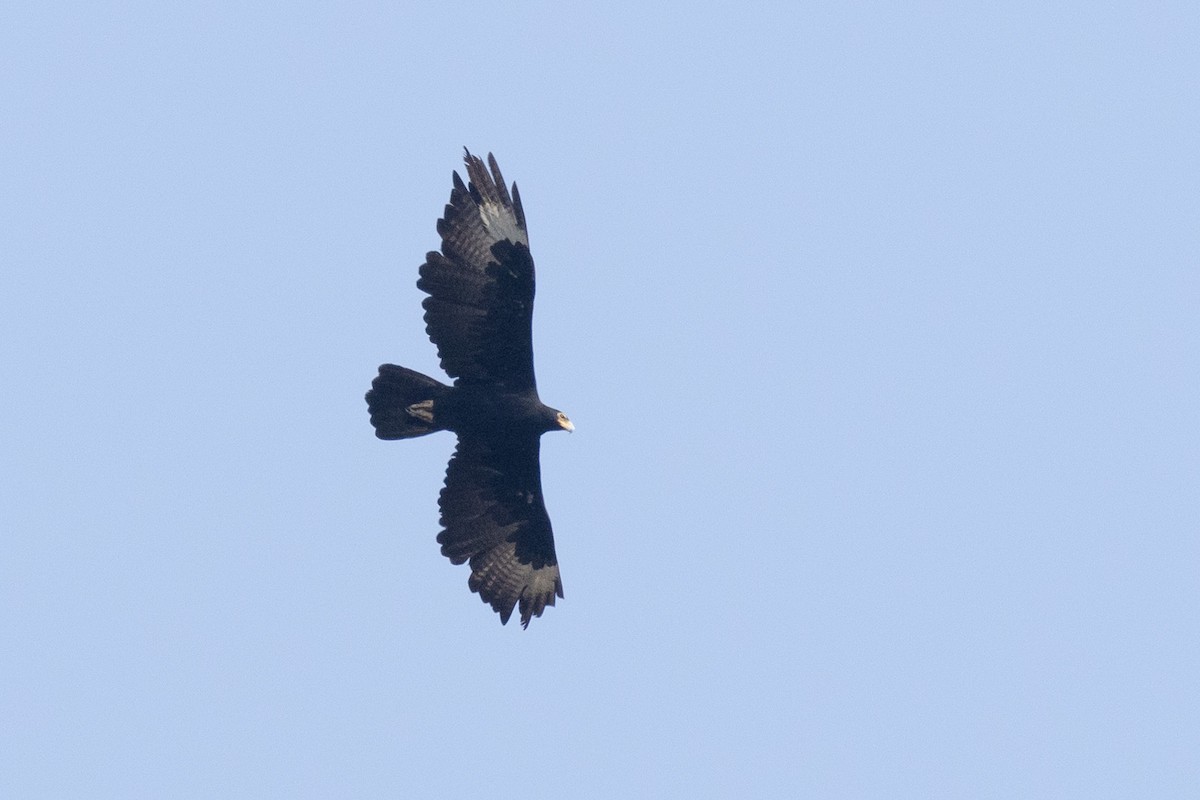 Verreaux's Eagle - ML581906461