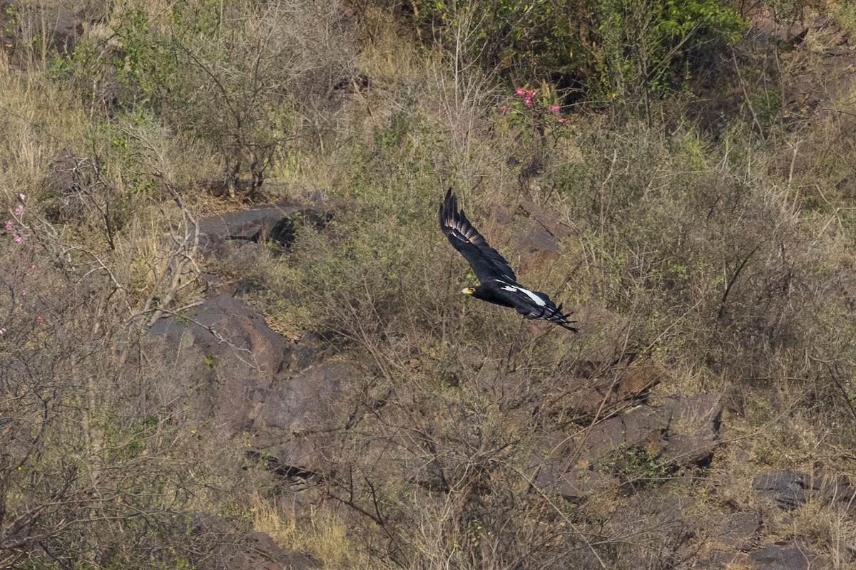 Águila Cafre - ML581906501