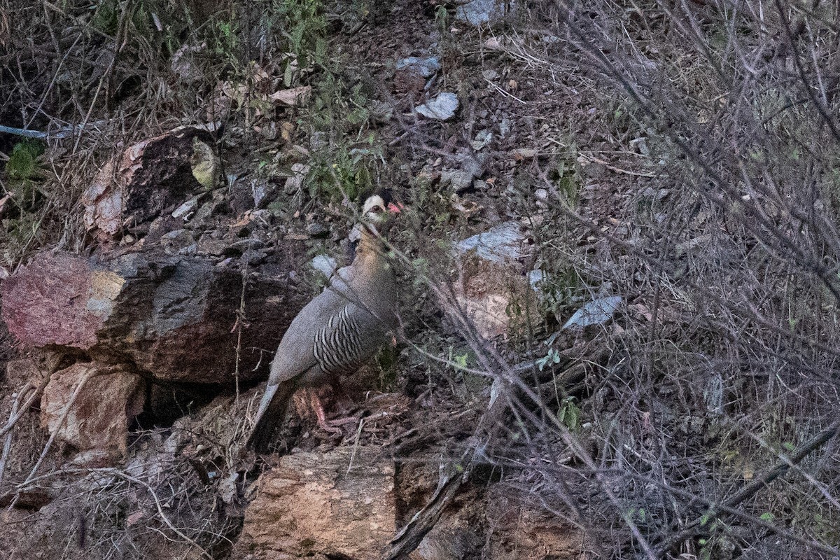 Arabian Partridge - Marcin Dyduch