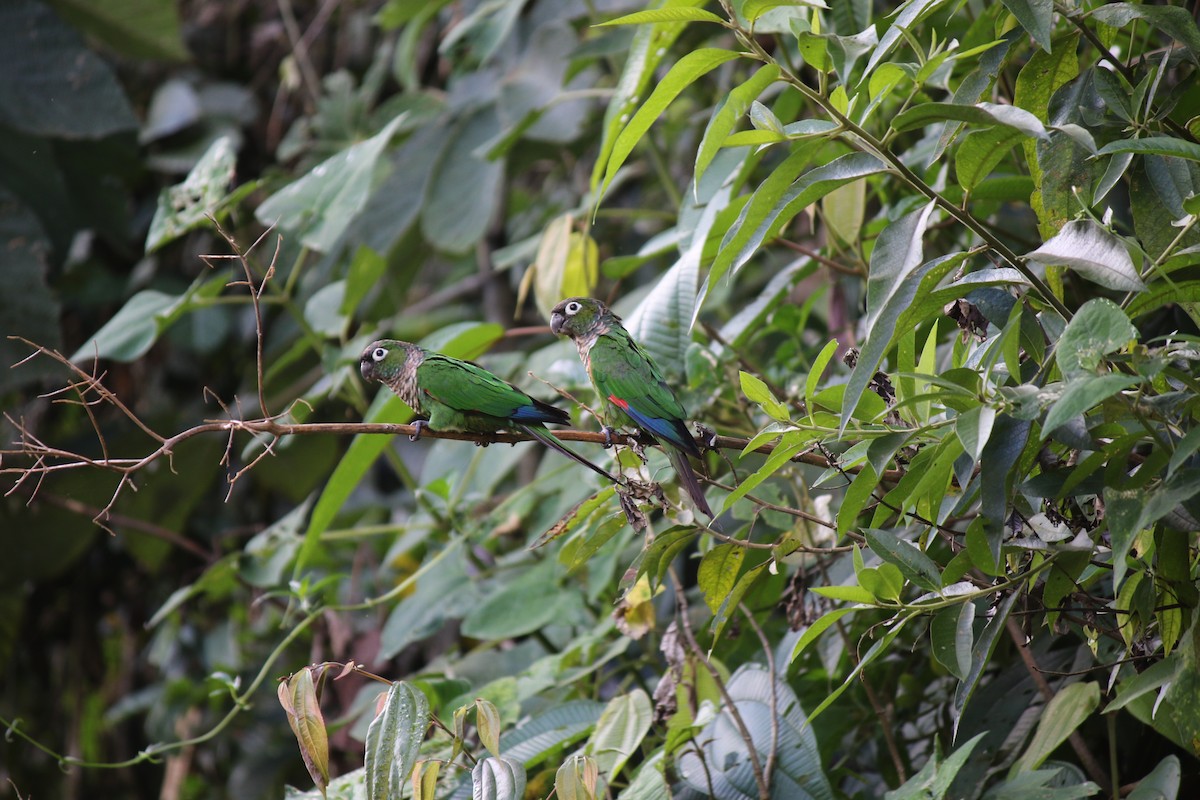 Maroon-tailed Parakeet (Maroon-tailed) - OEFA Organismo de Evaluación y Fiscalización Ambiental