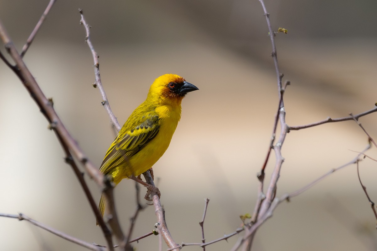 Rüppell's Weaver - ML581908761