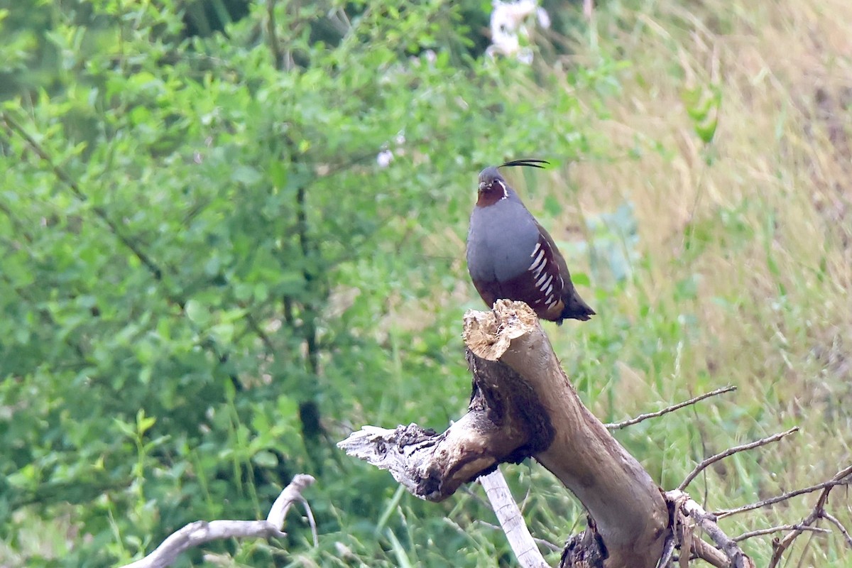 Mountain Quail - ML581910721