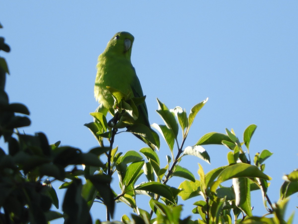 Cobalt-rumped Parrotlet - ML581911211