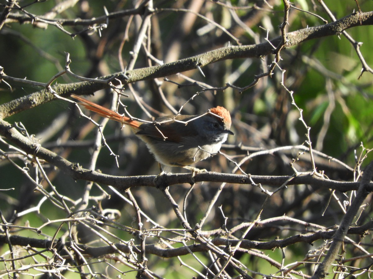 Sooty-fronted Spinetail - ML581912311