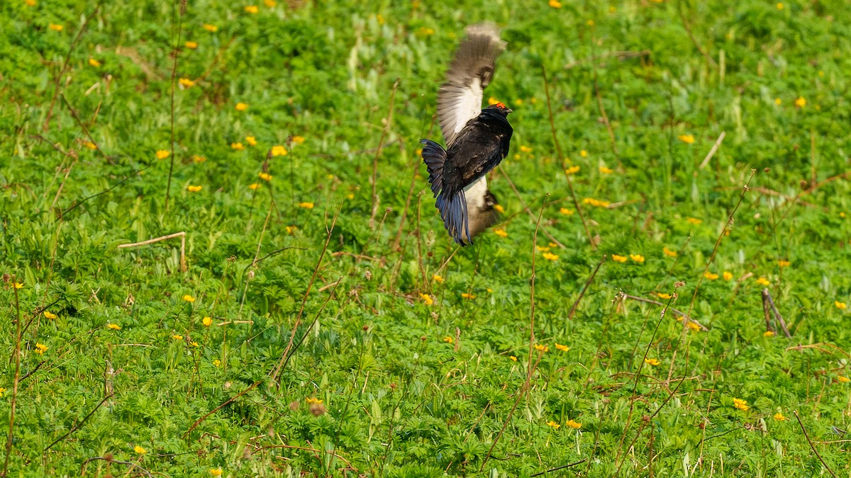 Caucasian Grouse - ML581912711