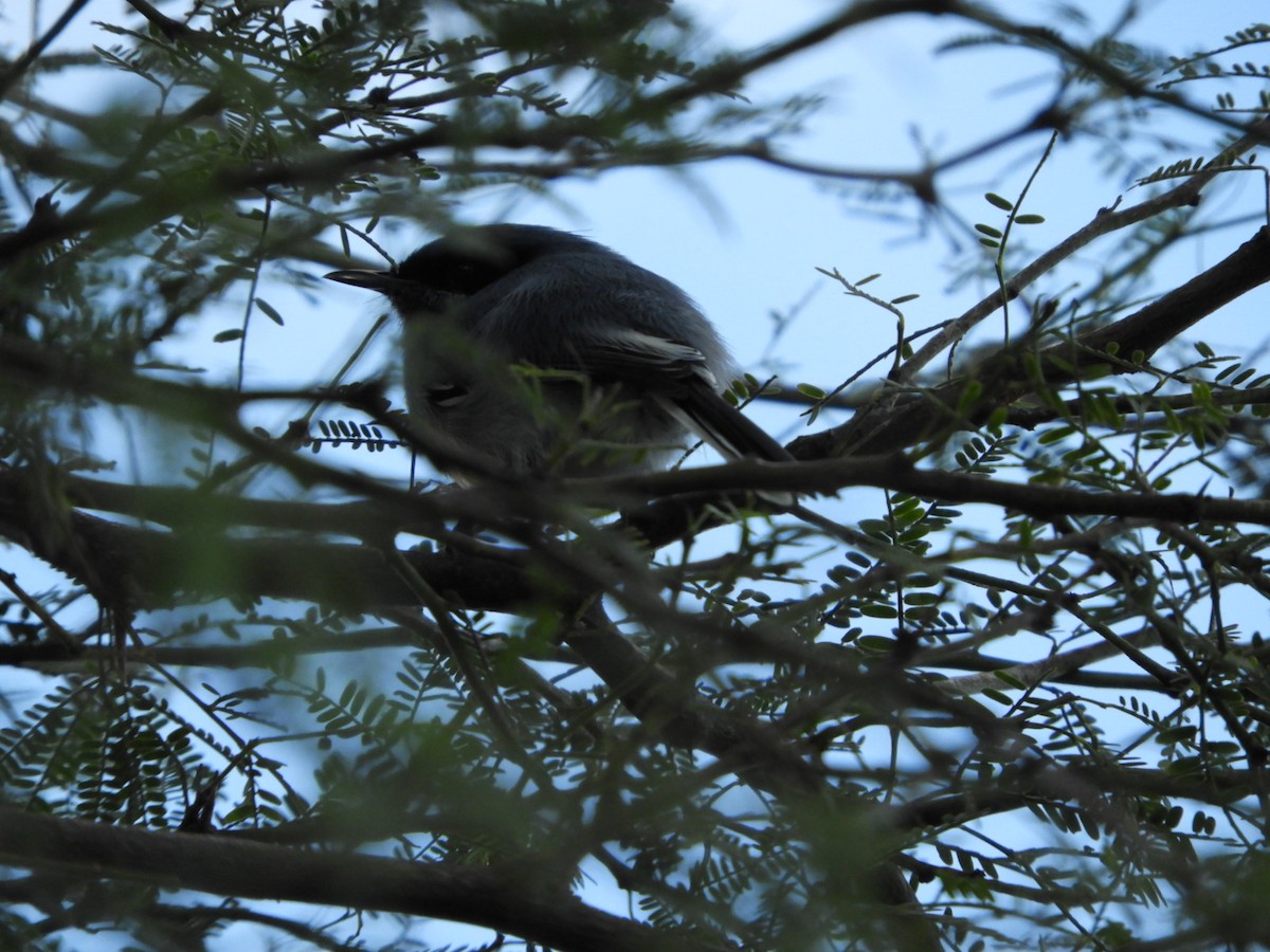 Masked Gnatcatcher - ML581913111