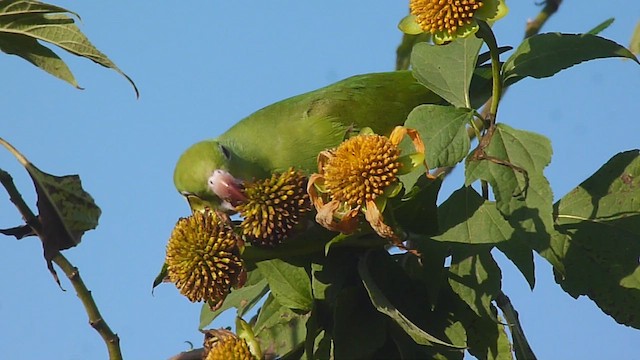 Yellow-chevroned Parakeet - ML581913251