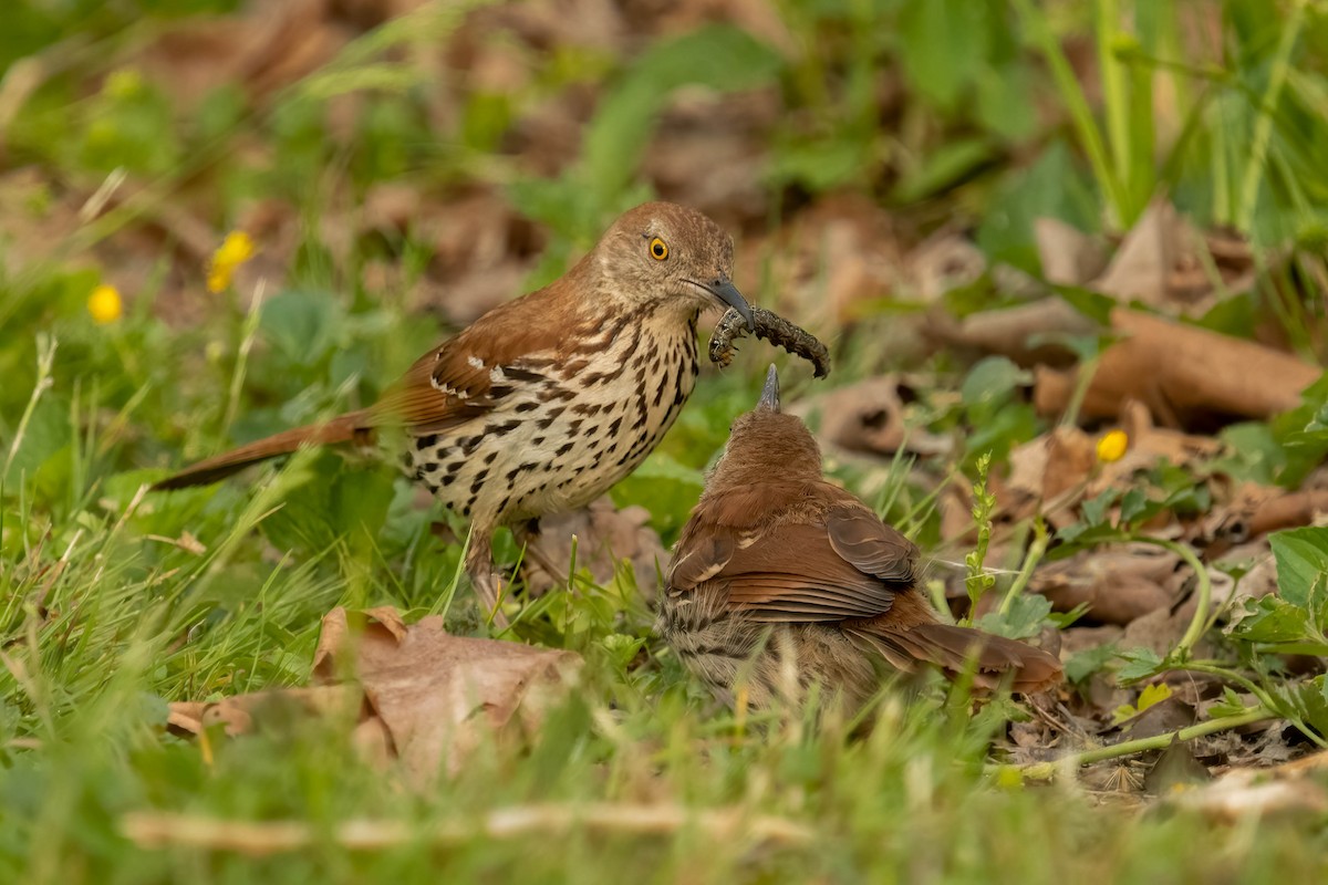 Brown Thrasher - ML581914591