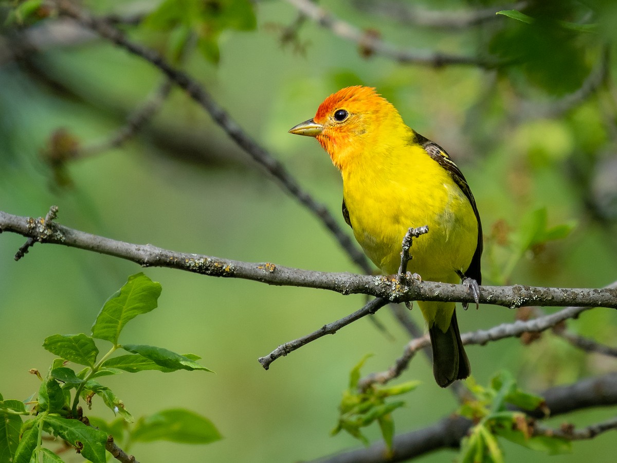 Western Tanager - ML581914651